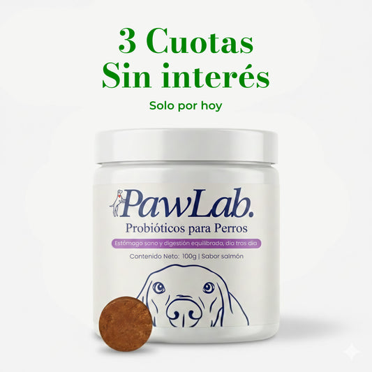 Aliviá el lamido y rascado de tu perro desde la raíz