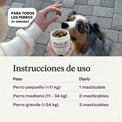 Aliviá el lamido y rascado de tu perro desde la raíz