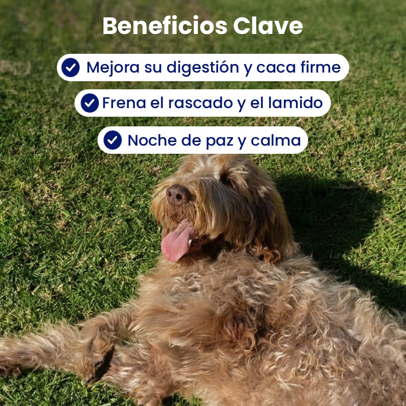 Aliviá el lamido y rascado de tu perro desde la raíz